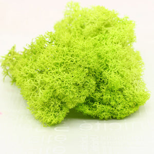 20G Natural Moss Artificial Plant Eternal Moss Home Garden Decoration DIY Flower Material Micro Landscape Accessories