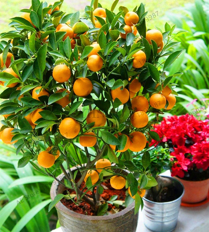 Sale!Fruit seeds Dwarf Standing Orange Tree seeds Indoor Plant in Pot garden decoration plant Kumquat Seeds Tangerine Citrus 10p